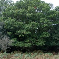 Red Oak